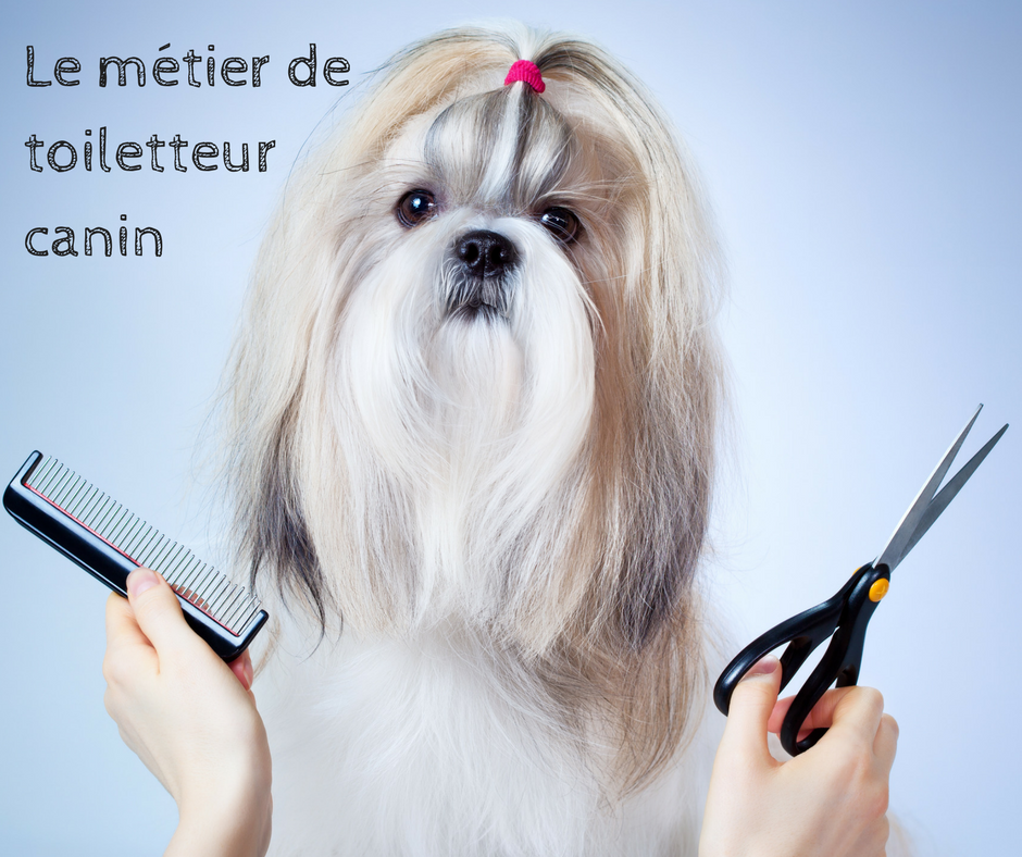 Fiche metier toiletteur canin